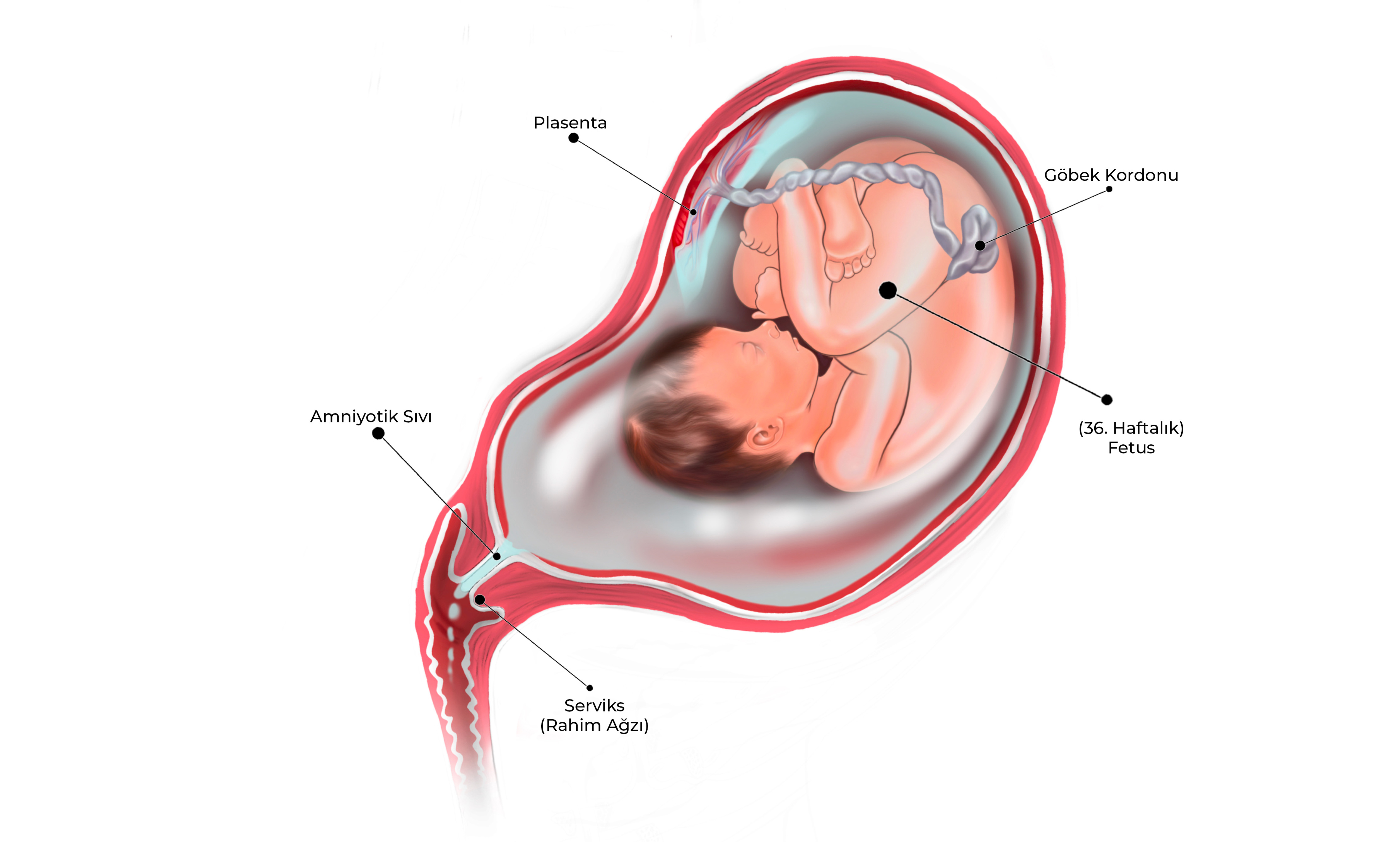 Erken Doğum Görseli