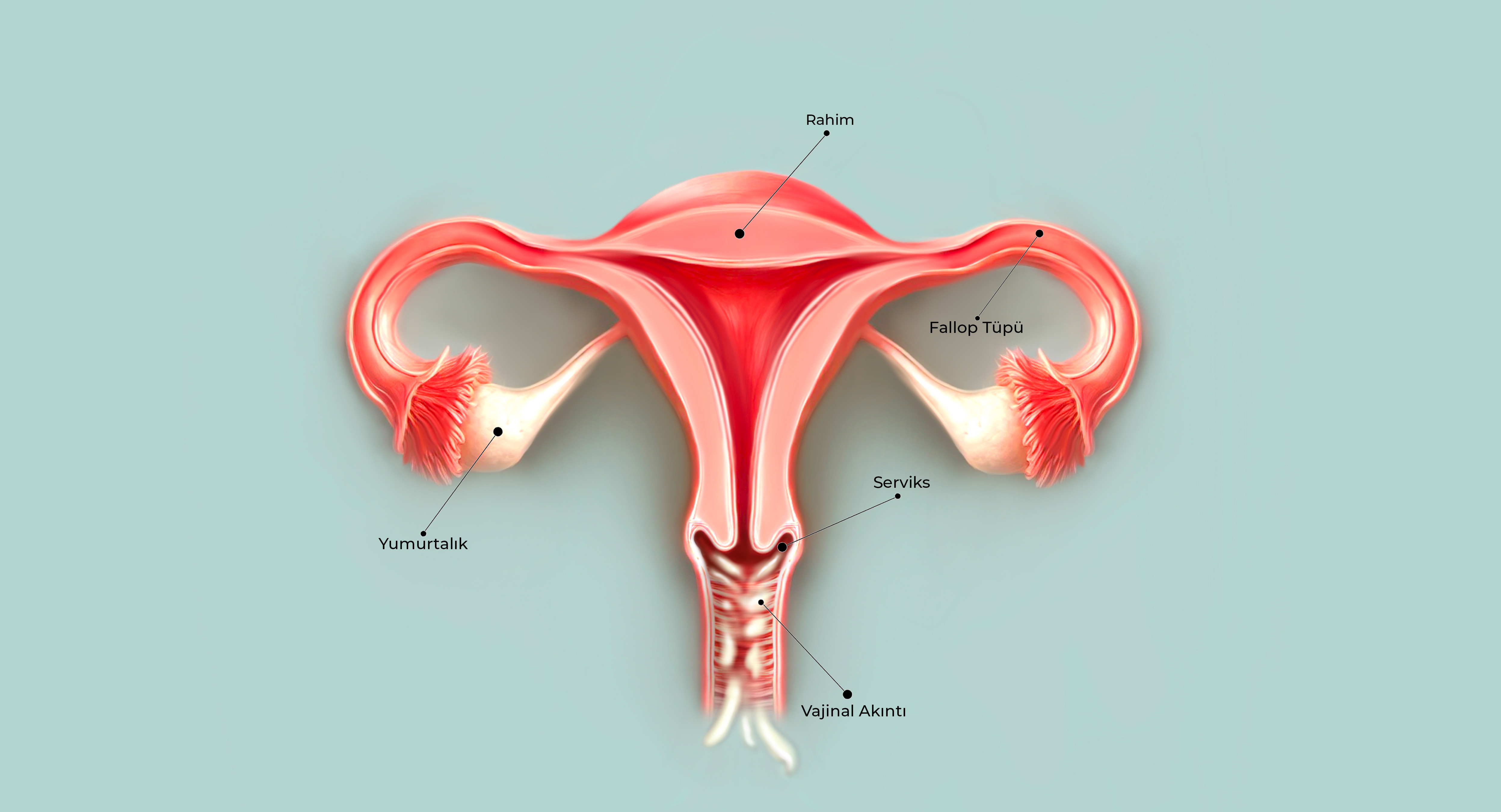 vajinal akıntı Görseli